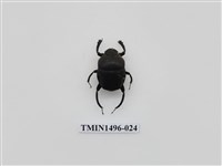 藏品(金龜子科(二))的圖片